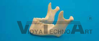 Mandible, cancellous bone